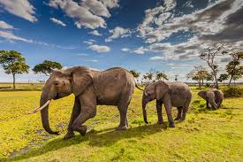 Amboseli